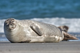 Andreas Trepte, www.photo-natur.de