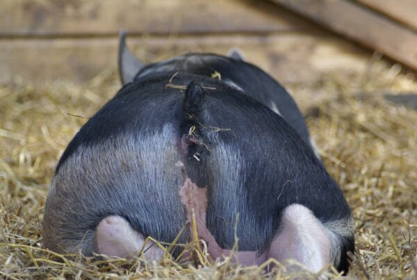 Varken in stal op geitenboerderij De Ridammerhoeve.