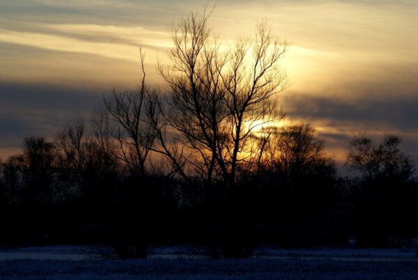 Amsterdamse Bos in winterlandschap.
