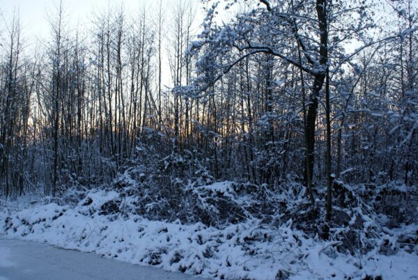 Amsterdamse Bos, besneeuwde winter.