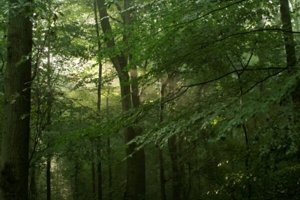 Zonnestralen door bomen, Amsterdamse Bos.