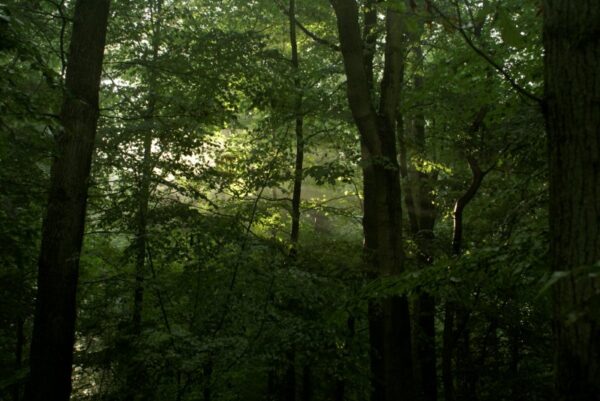 Zonnestralen door bomen, Amsterdamse Bos na regen.