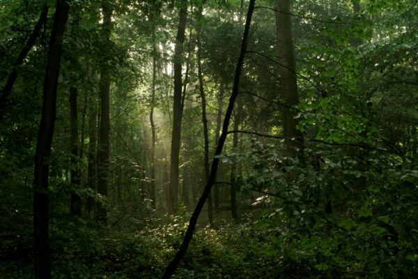 Zonnestralen door bomen, Amsterdamse Bos.