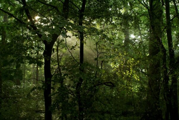 Zonnestralen door bomen, Amsterdamse Bos na regen.