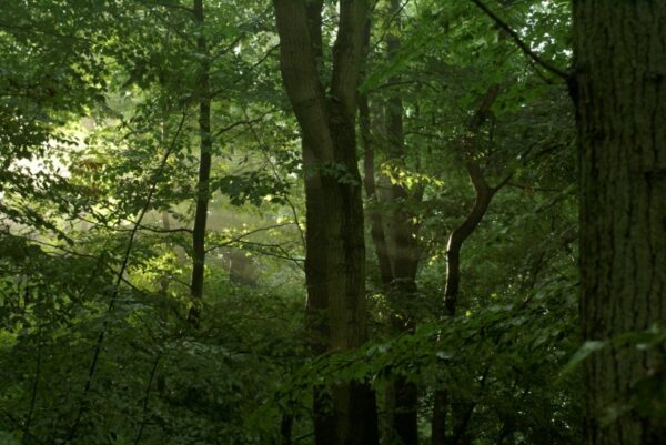 Zonnestralen door bomen, Amsterdamse Bos na regen.