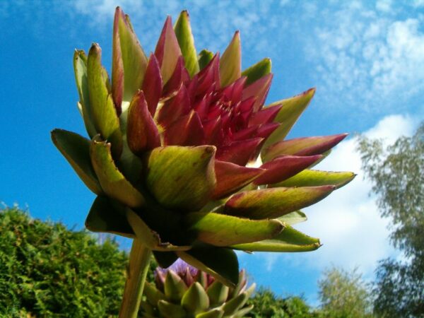 Artisjok bloem, groene bloemhoofd.