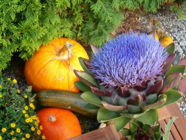 Artisjok met pompoen en courgette op de achtergrond.