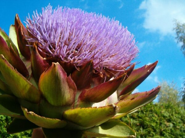 Artisjokbloem: groene bloemhoofd met bloemblaadjes.
