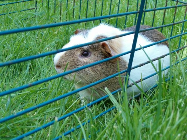 Babbel buiten in gras