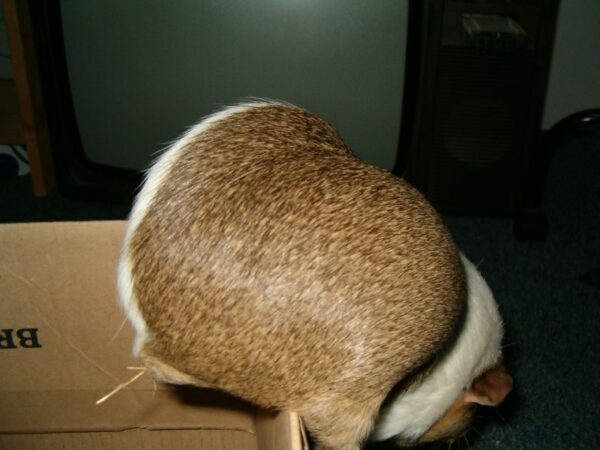 Babbel springt uit doosje.