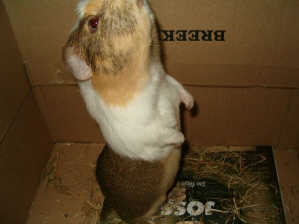 Babbel op twee poten