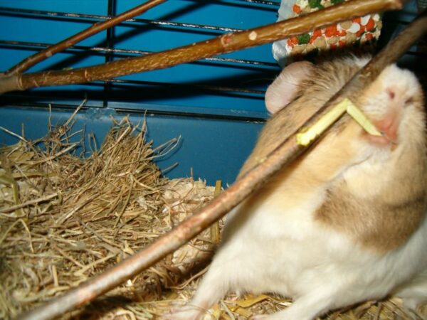 Babbel trekkend aan tak