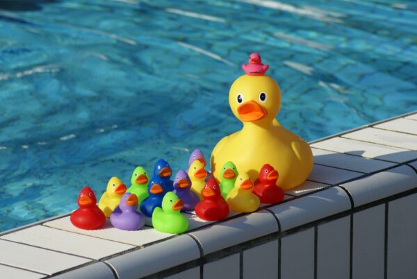 Badeendjes in het zwembad.