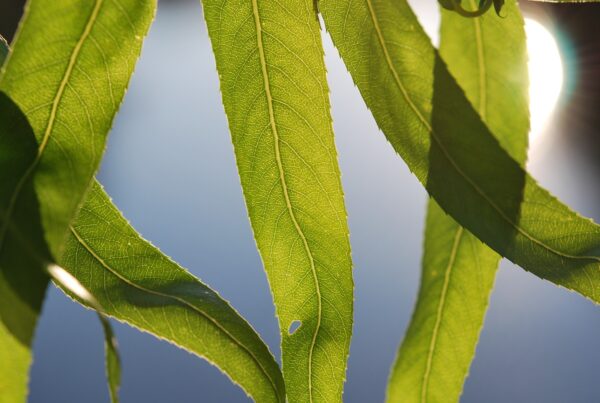 Bladeren in het zonlicht.