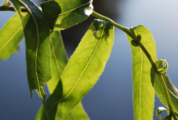 Bladeren in het zonlicht.