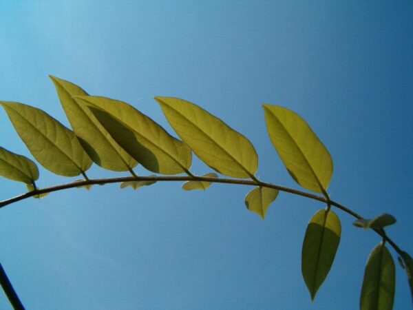 Blauwe regen takje met bladeren, juni 2006.