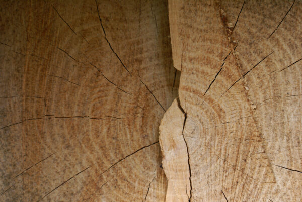 Doorgezaagde boomstam.