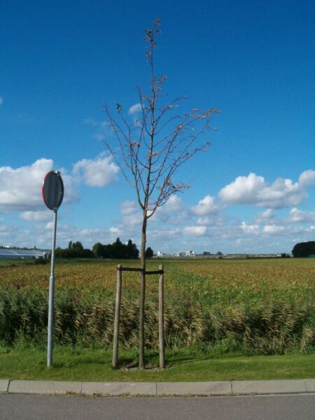 Boompje op Schiphol-Rijk.