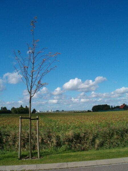 Boom op Schiphol Airport.