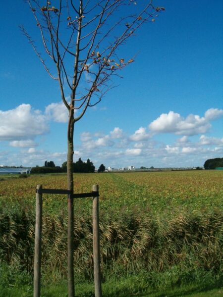 Boompje op Schiphol-Rijk.