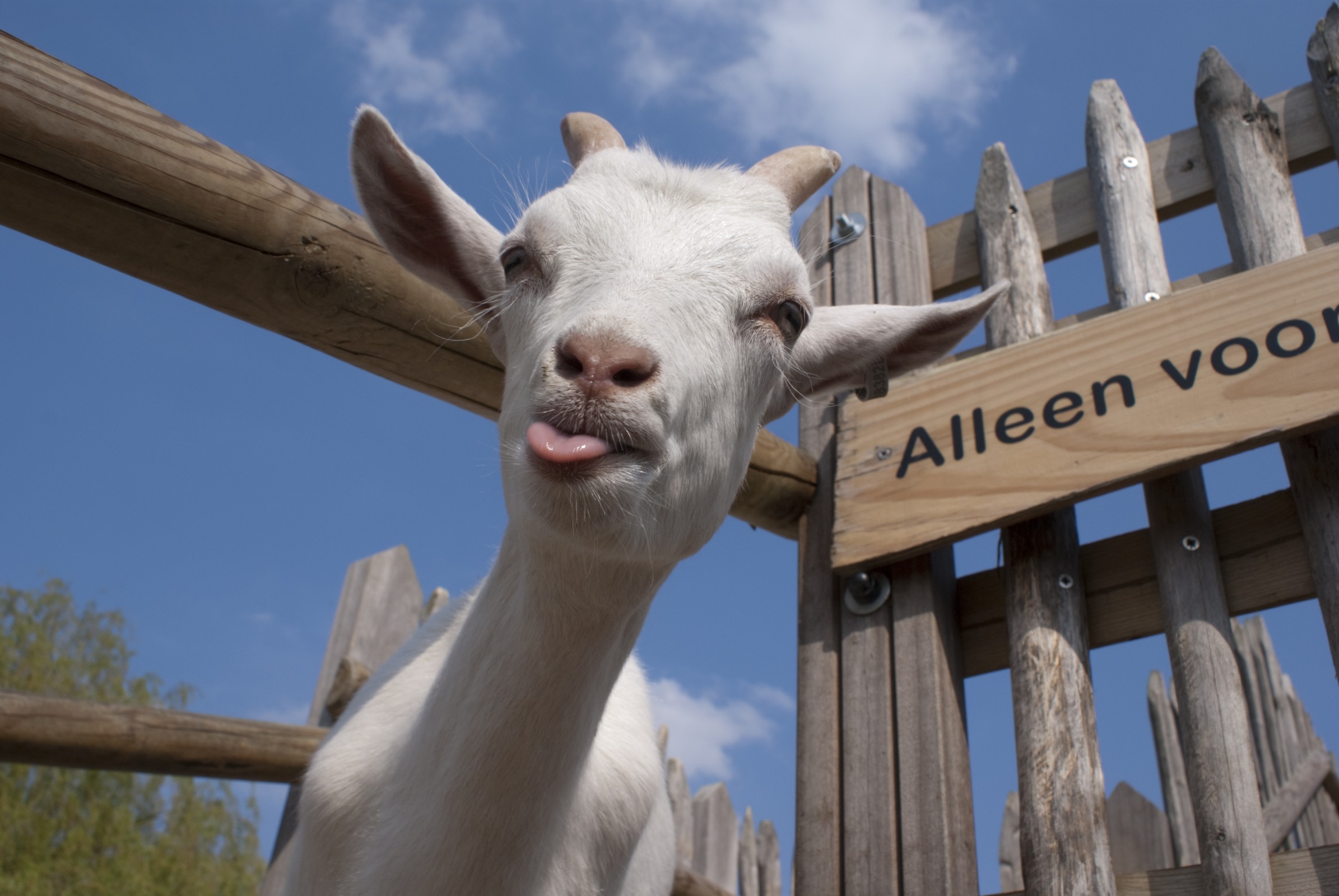 Geit met uitgestoken tong op boerderij.