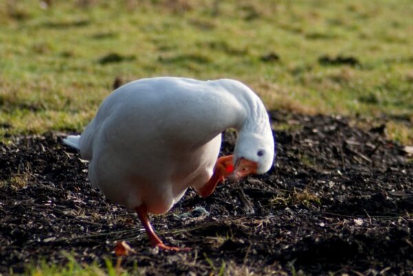 Dansende gans bij Kleine Poel, Amsterdamse Bos.