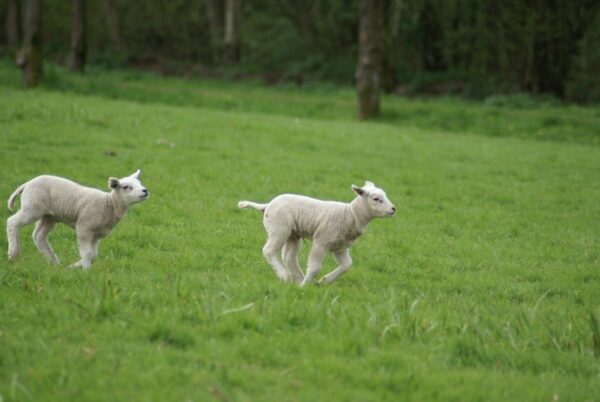 Dartelende lammetjes