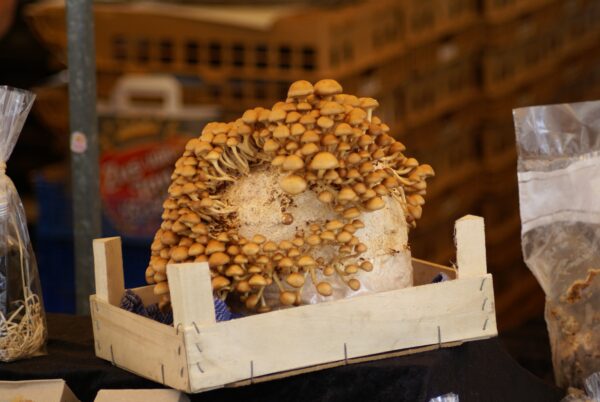 Paddestoelen op een object.