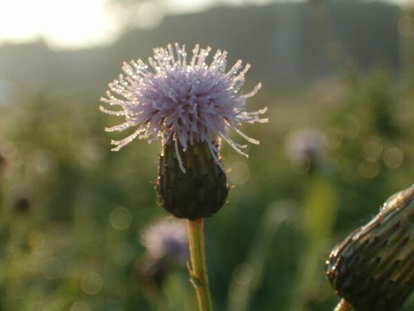 Distels in dauw bij Ouderkerk.