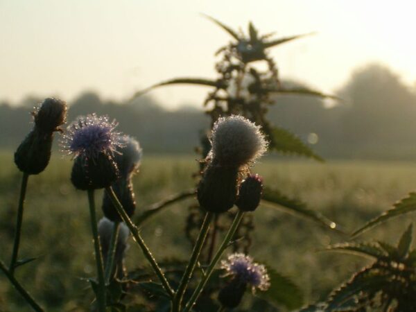 Distels in dauw bij Ouderkerk.