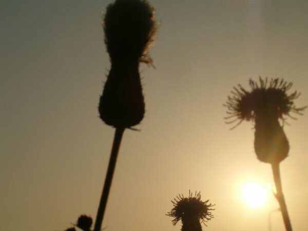 Dauwige distels bij Ouderkerk, ochtend.