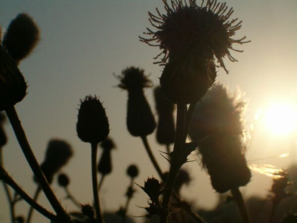 Distels in dauw bij Ouderkerk.