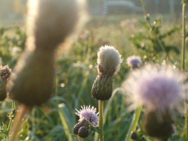 Distels in de dauw bij Ouderkerk.