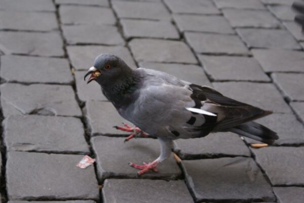 Duif op het Sint Pieterplein.