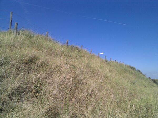 Duinen bij Noordwijk aan Zee