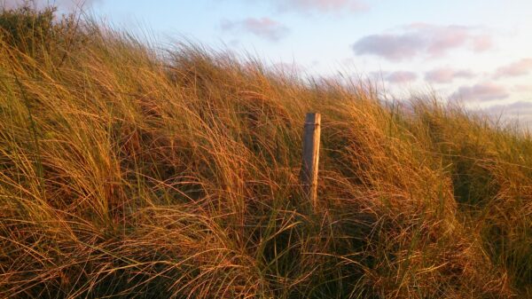 Duinen met helmgras bij Wijk aan Zee.