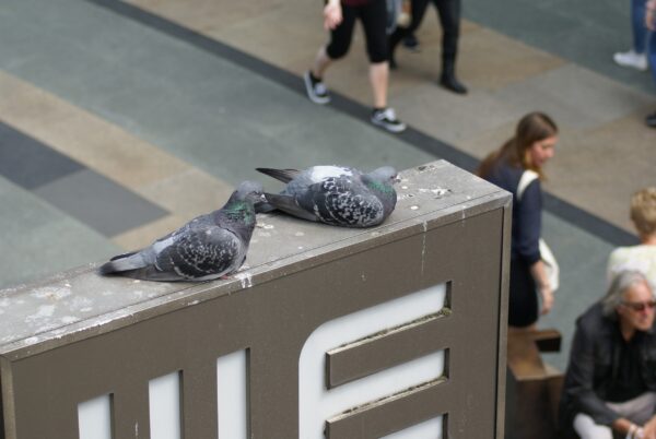 Duiven op WE uithangbord, Rotterdam.