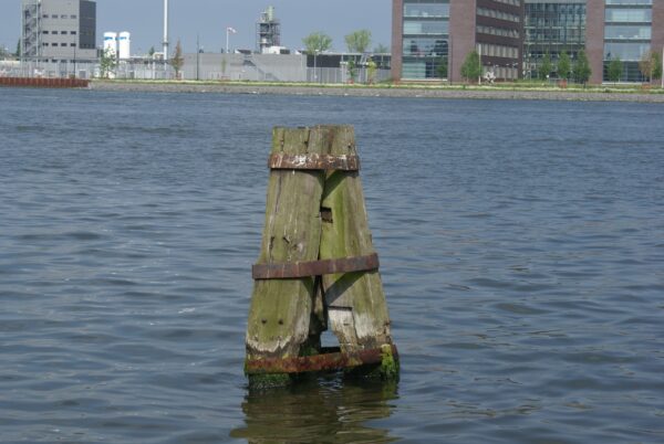 Dukdalf in de grachten van Amsterdam.