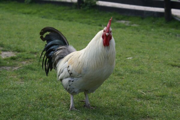 Haan op geitenboerderij Ridammerhoeve.