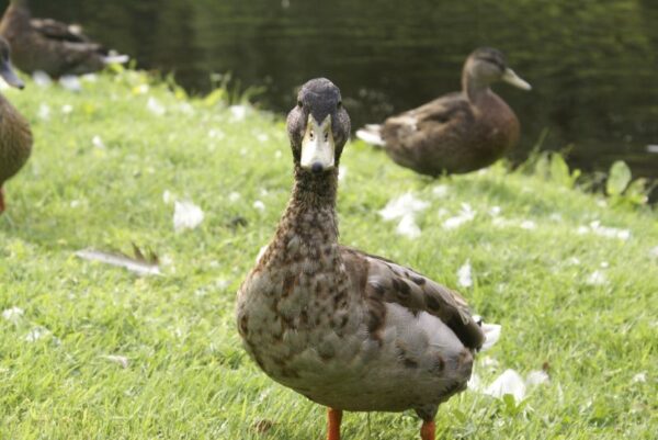 Eend kijkt naar de camera.