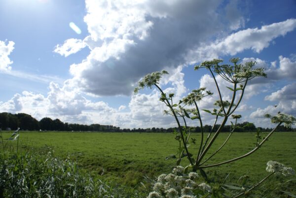 Fluitenkruid onder een wolkenlucht.