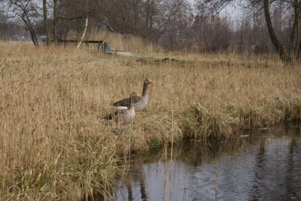 Ganzen op het water.