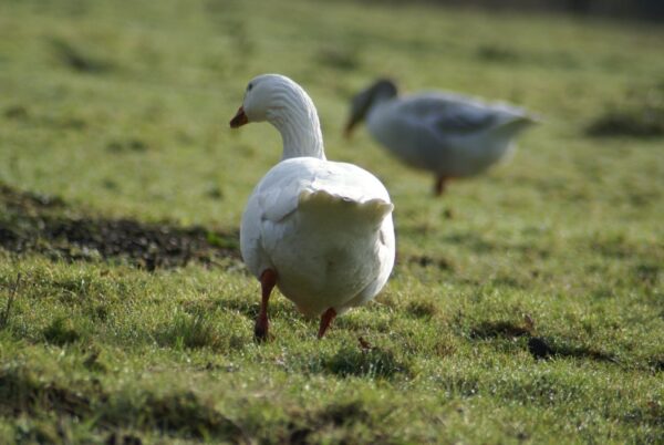 Ganzen aan de Kleine Poel, Amsterdamse Bos.