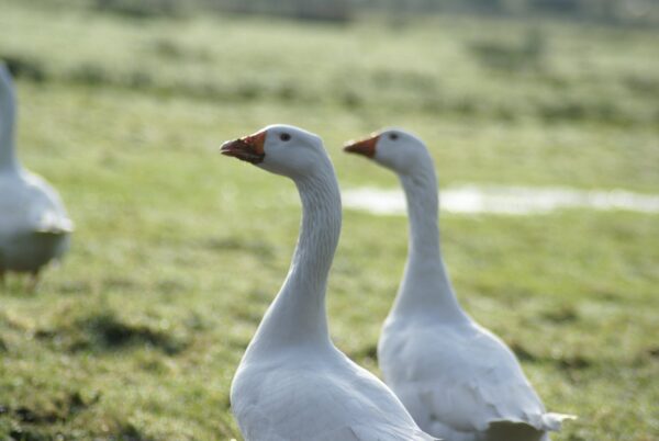 Ganzen aan de Kleine Poel, Amsterdamse Bos.