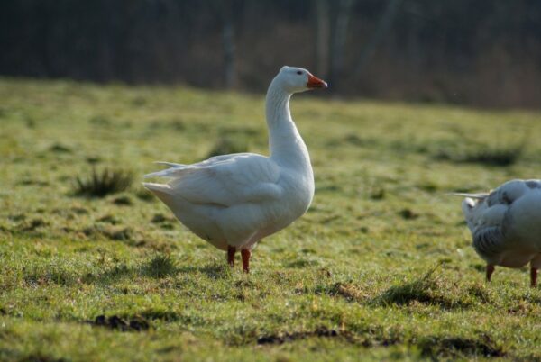 Ganzen op een vijver in het Amsterdamse Bos.