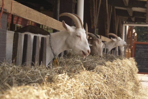 Geitje op geitenboerderij Ridammerhoeve.