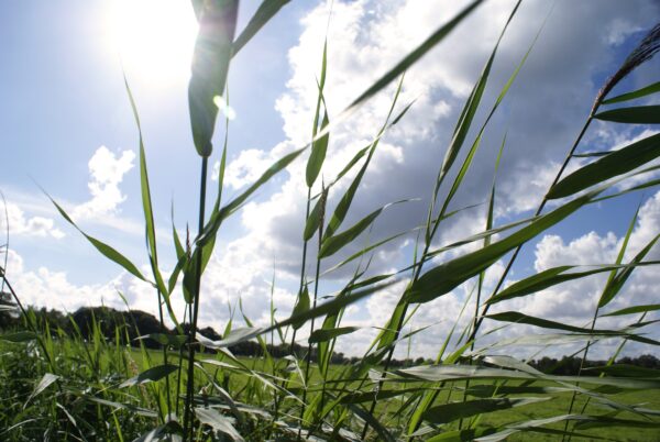 Grasveld in Ouderkerk aan de Amstel.