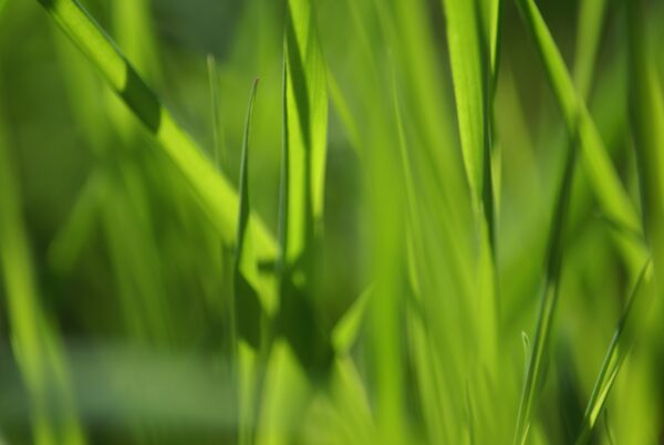 Dichte close-up van gras.