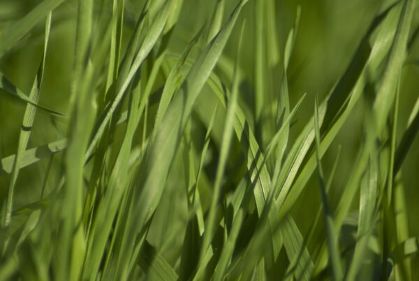 Macrofoto van grassprietjes.</h1/>