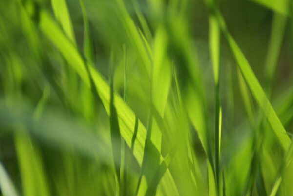 Macrofoto van grassprietjes.</h1/>